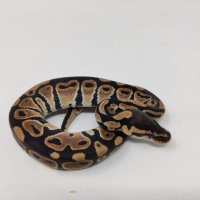 Кралски Питон / Ball Python / Python regius, снимка 6 - Змии - 42172390