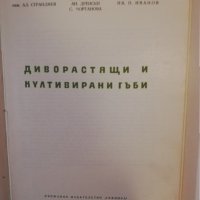 Диворастящи и култивирани гъби, снимка 2 - Други - 31479953