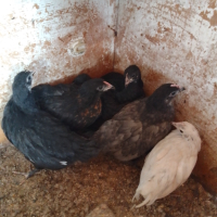 Пиленца на ден и на 1 месец, снимка 4 - Кокошки и пуйки - 44794318
