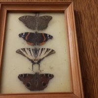 Колекция от пеперуди рамкирани  120лв за всички , снимка 2 - Колекции - 40701500