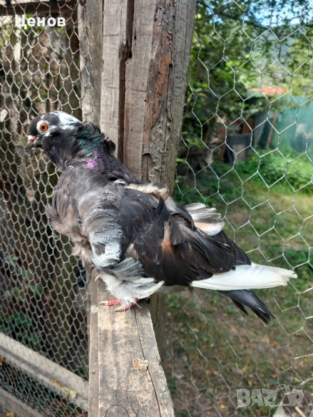 Продавам китайски чайки, снимка 1