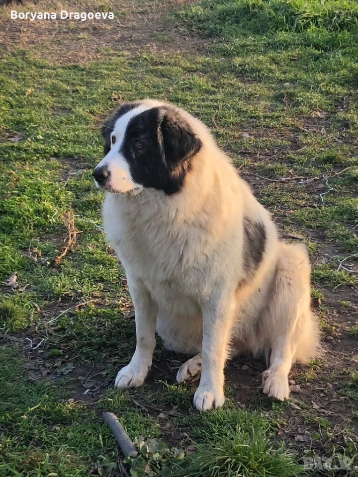 Каракачанка, снимка 1