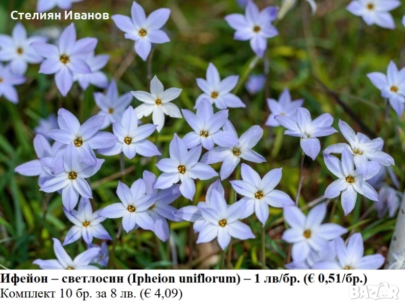 Ифейон – светлосин (Ipheion uniflorum) – луковици, снимка 1