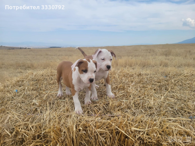Американски стафордширски териер - елитни родители с родословие , снимка 1