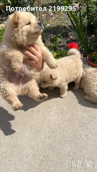 Чау чау малки кученца продавам, снимка 1