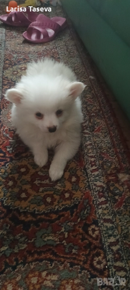 продавам малки померан, снимка 1