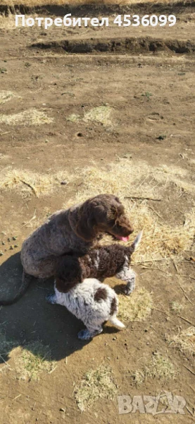 Логото романьола, снимка 1