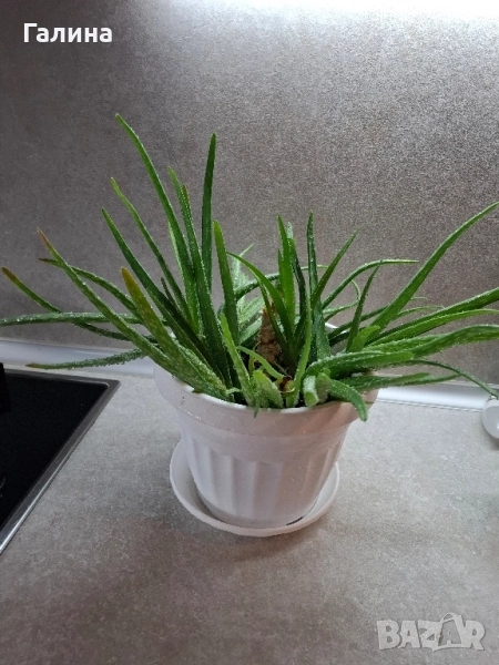 Дългогодишно лечебно Алое, снимка 1