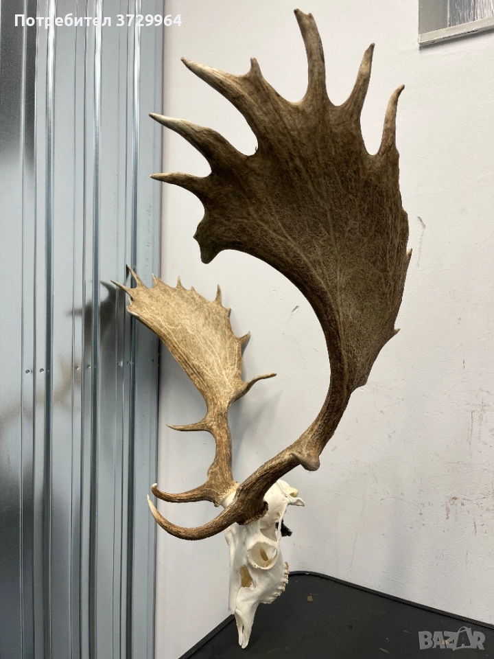 Много Красив трофей от Елен лопатар, снимка 1