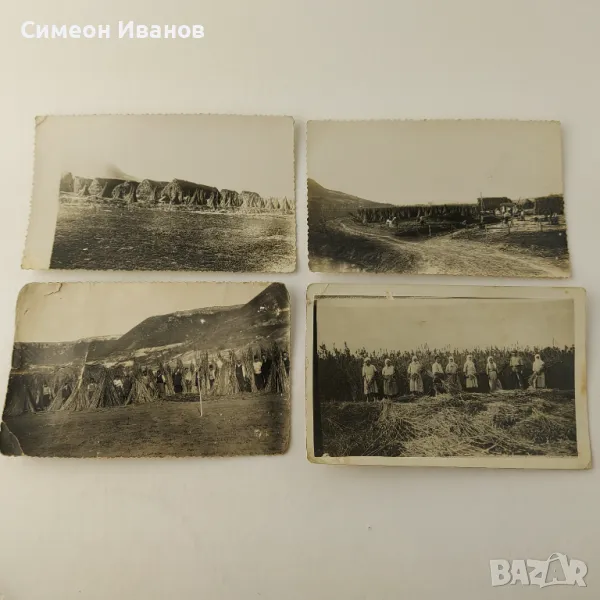 Стари снимки отглеждане на коноп гръсници гръсти   В0149  , снимка 1