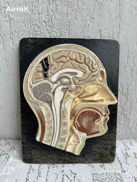 Соц Анатомичен Модел на Човешки Череп, снимка 1