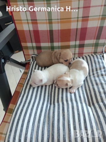 мини чихуахуа, снимка 4 - Чихуахуа - 54158024