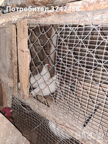 Фазани и феникс 