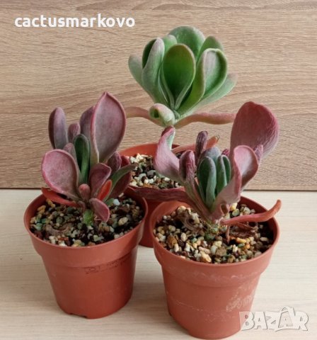 kalanchoe thyrsiflora monstruosa