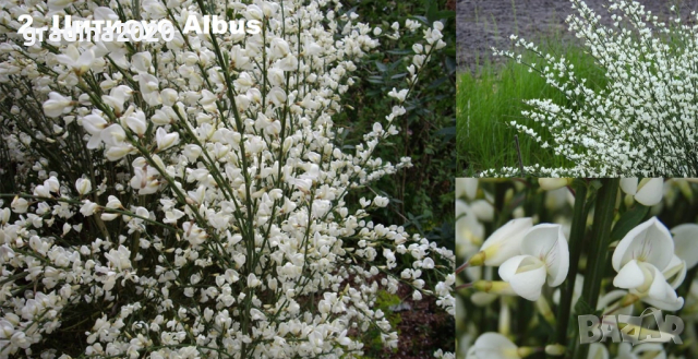 Цитизус - Налични 5 цвята , снимка 3 - Градински цветя и растения - 40810443