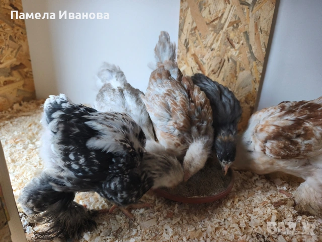 пиленца брама на 45дни , снимка 3 - Кокошки и пуйки - 54167649