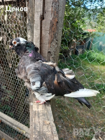 Продавам китайски чайки