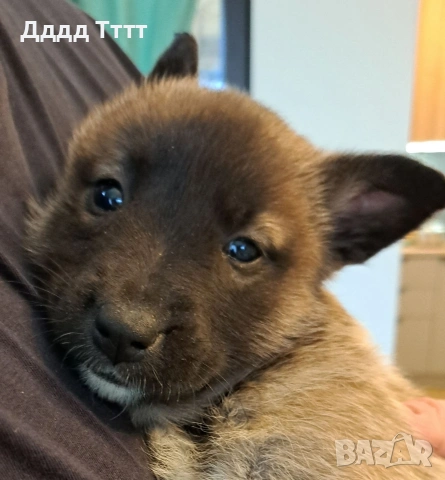 Кученца Малиноа, снимка 8 - Белгийска овчарка - 53357814