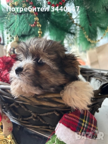 Мъжко йорки, снимка 9 - Йоркширски териер - 52553604