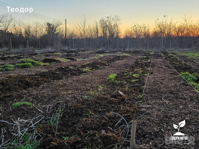Самосвал дървесен чипс за мулчиране и почвено подхранване, снимка 9 - Тор и почвени смеси - 52252656