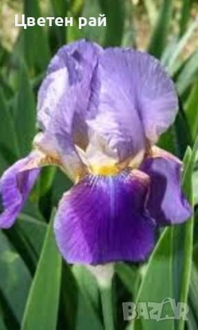 Ризоми на ириси микс цвят на късмет от показаните , снимка 4 - Градински цветя и растения - 51088604