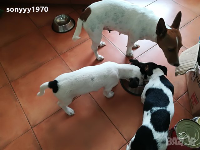 сладурана ДЖАК ЖЕНСКО НА 11 МЕСЕЦА 350ЛВ  1905221052, снимка 17 - Джак ръсел териер - 36809547