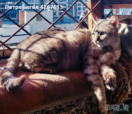 Сив Таби котарак търси дом, снимка 8 - Други - 55970428