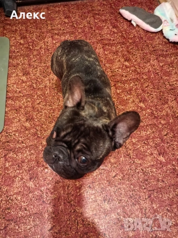 Френски булдог на 3 години, снимка 7 - Други - 54364241