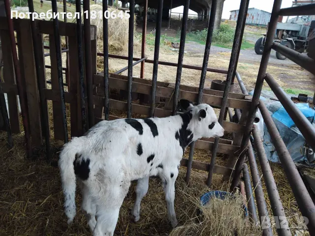 Месодайни и черношарени телета, снимка 6 - Крави - 47258933