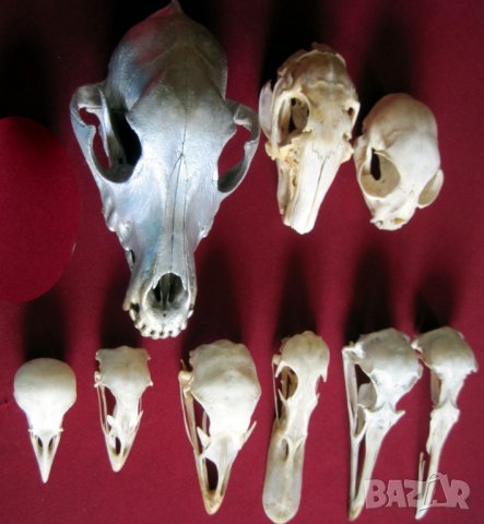 Учебно помагало по зоология, колекция от черепи, сбирка гръбначни животни , снимка 3 - Антикварни и старинни предмети - 14074952