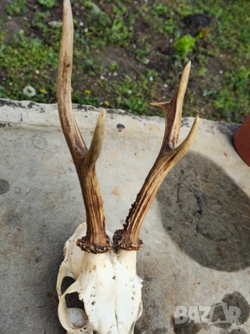 Трофей от сръндак , снимка 4 - Други - 54312628