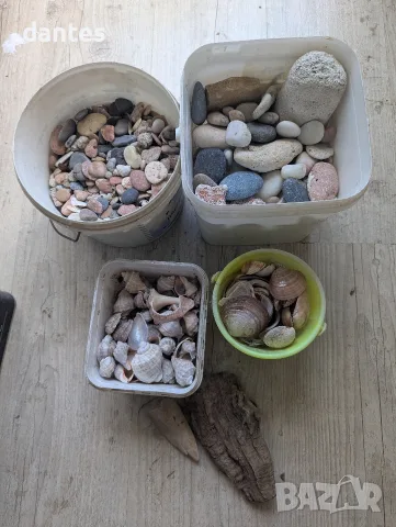 Голям лот морски камъни, рапани, миди и парче морско дърво (driftwood) – за декор и DIY