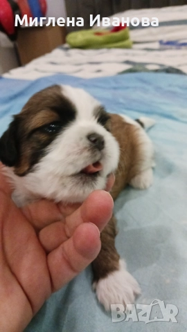 Ши тцу, снимка 2 - Ши Тцу - 52447041