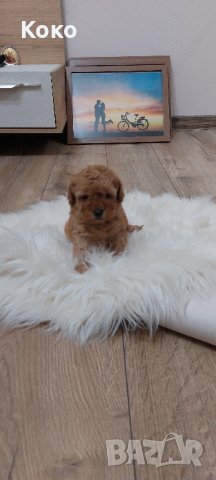 той пудел/пудели 