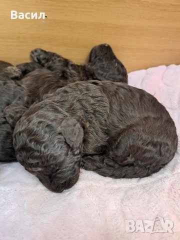 той пудел , снимка 3 - Пудели - 53083573