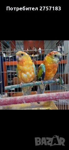 продавам поини папагали 2025 г, снимка 2 - Папагали - 53937785