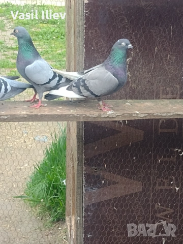 Има Бодан шанан Раде Матик кинчати 30 евро за бройка , снимка 6 - Гълъби - 54014898