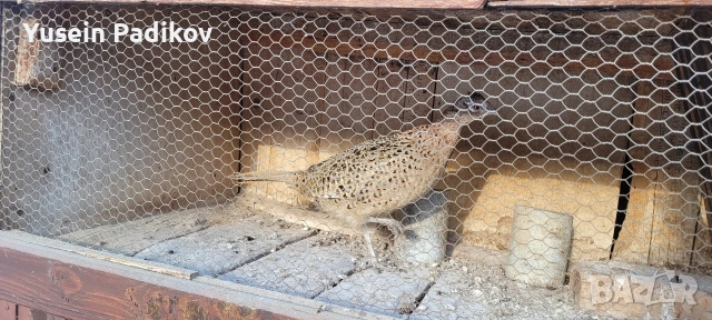 мъжки и женски фазан, снимка 3 - други­ - 53254109