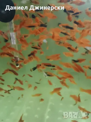 Декоративни риби - Хелер , снимка 4 - Рибки - 50343485