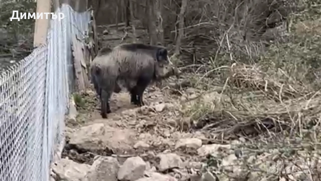 Диво прасе , снимка 2 - Прасета - 54174431