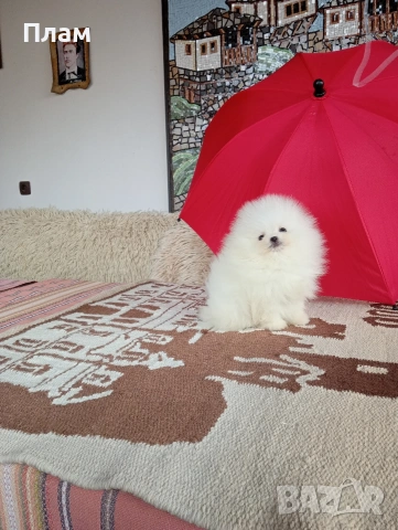 Бели мини Померани. Реални снимки от 04.04.26 г. , снимка 7 - Померан - 54051834