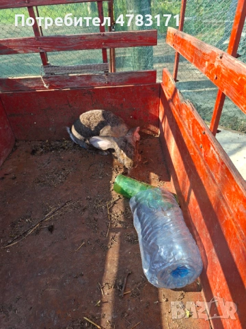 Зайци пеперуда и великан, снимка 7 - Други животни - 54326738