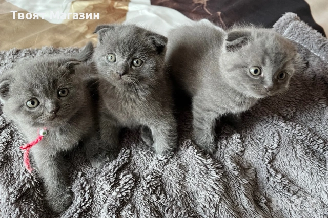 Малки шотландски клепоухи пухкави съкровища търсят своя нов дом! 🐾