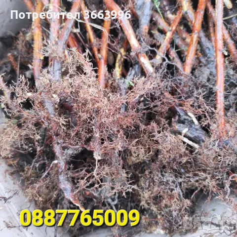 Продавам елитен разсад ягоди и малини , снимка 10 - Разсади - 39922116