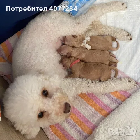 Mini Poodle - Прекрасно мини пуделче търси своето семейство, снимка 3 - Пудели - 55748555