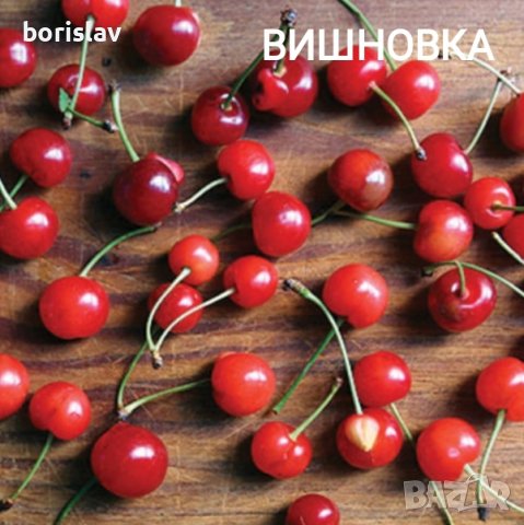 Продавам Вишни/Вишновки(корен), снимка 5 - Градински цветя и растения - 33037388