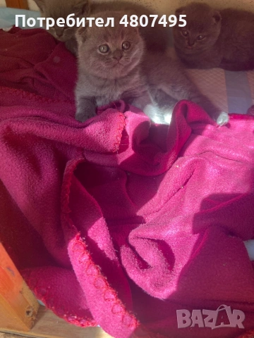 Продавам шотландски клепоухи малки котенца 😻, снимка 4 - Други - 54309809
