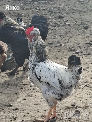 Оплодени яйца, снимка 13 - Кокошки и пуйки - 54326017