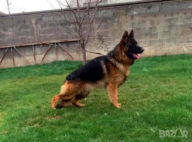 Продавам Малки Немски Овчарки 