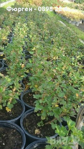 Цариградско грозде- Бяло и червено, снимка 6 - Разсади - 42940754